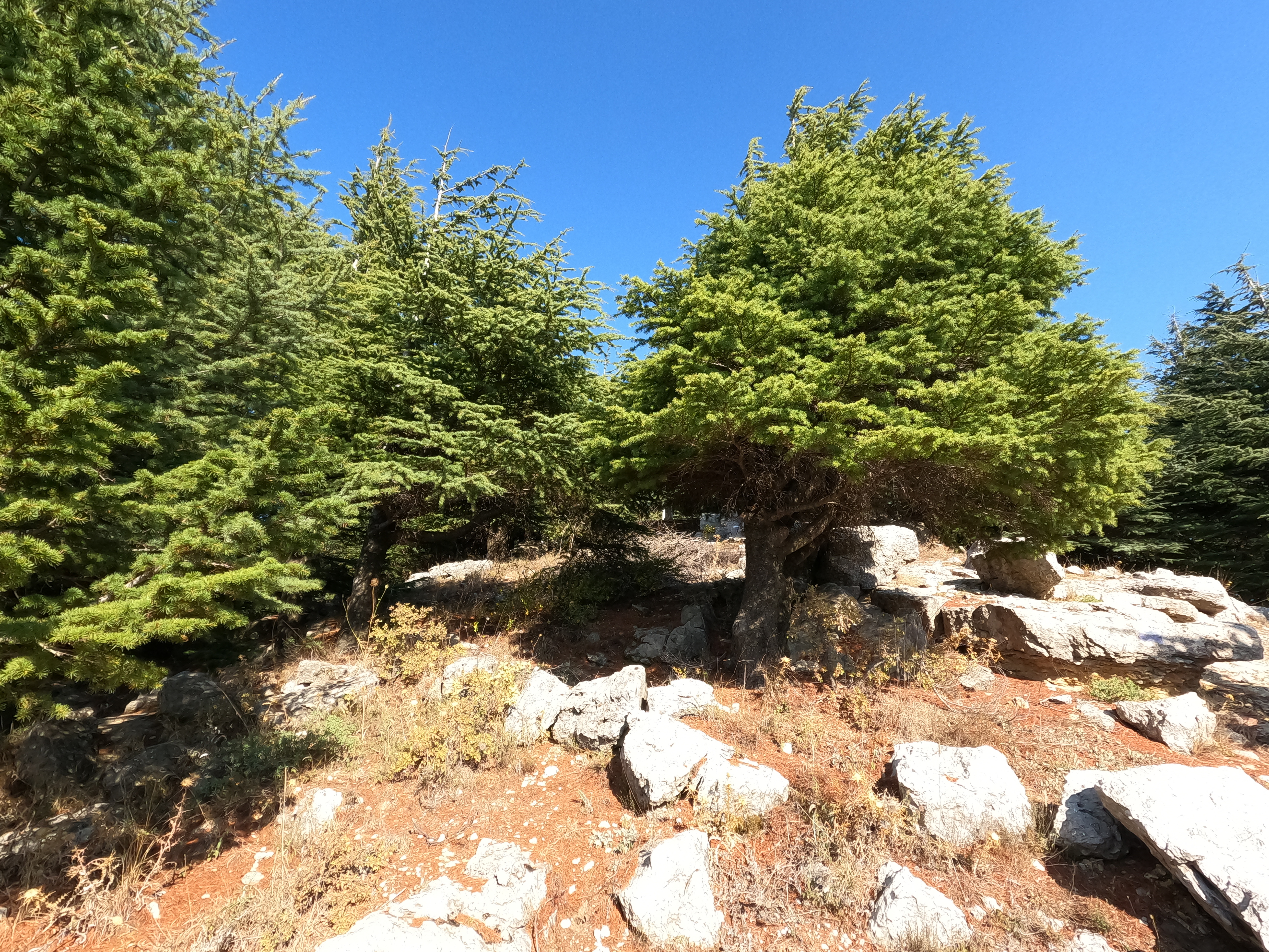 Cédrový les v Libanone
