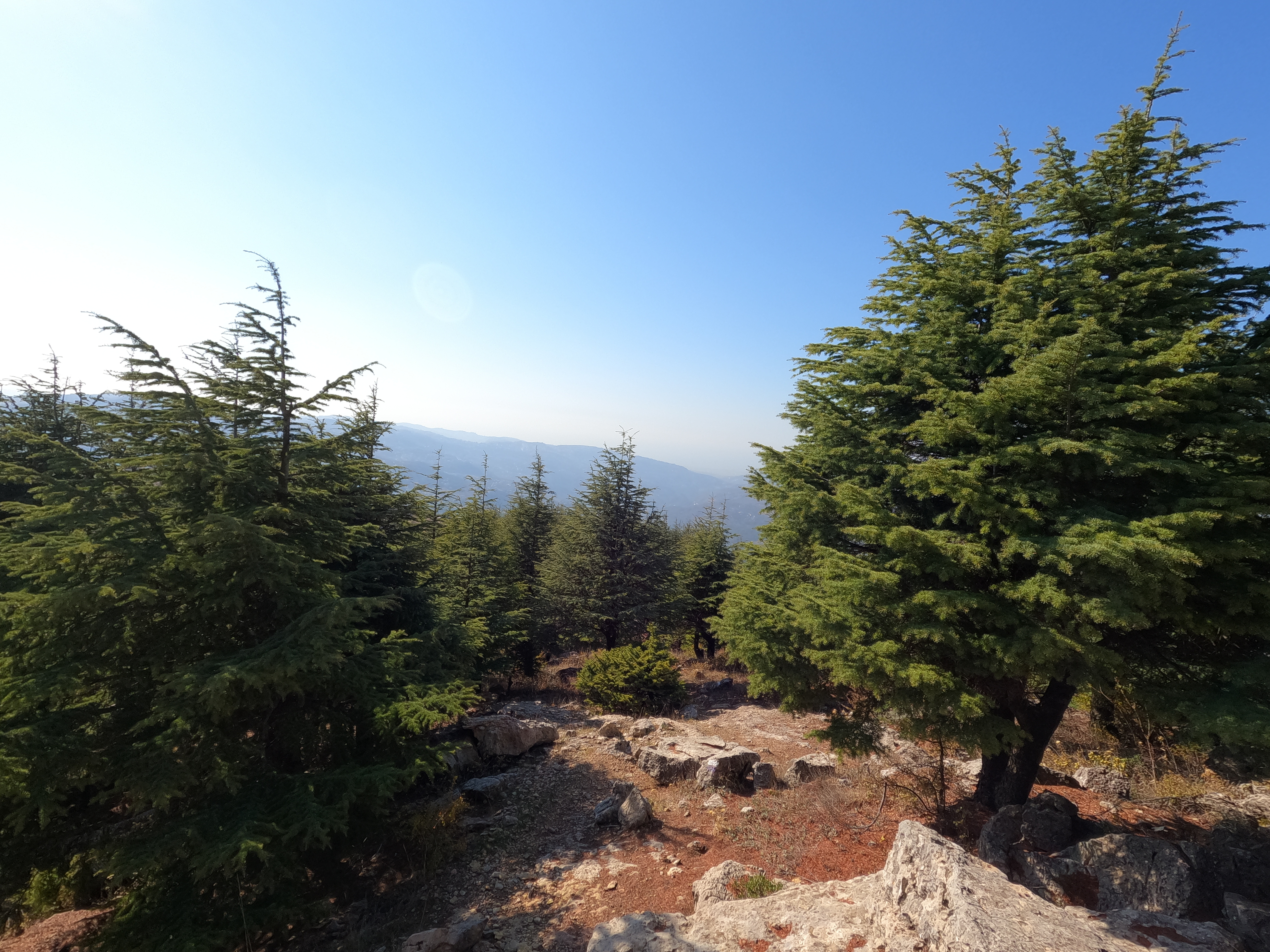 Libanon cédrový les