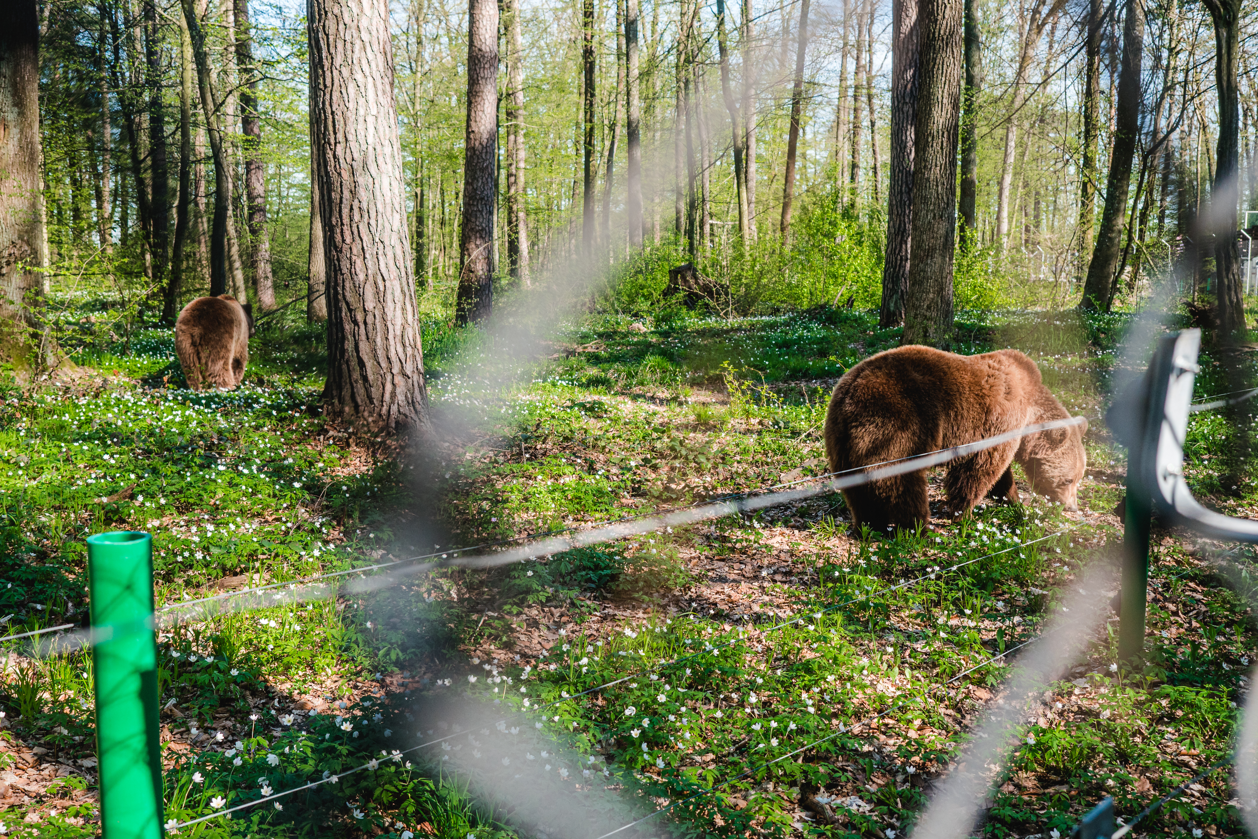 Kosovo medvedia rezervácia 