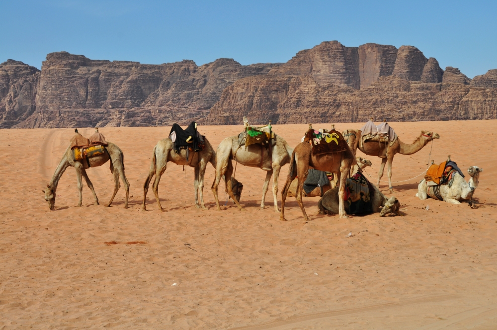 Wadi Rum púšť ťavy