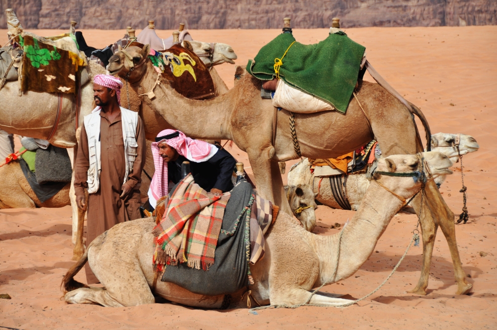 Púštne ťavy Jordánsko Wadi Rum