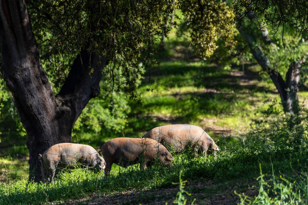 Iberské ošípané vo voľnom chove v dubových hájoch Španielska, tradičný chov spojený s výrobou Jamón Ibérico