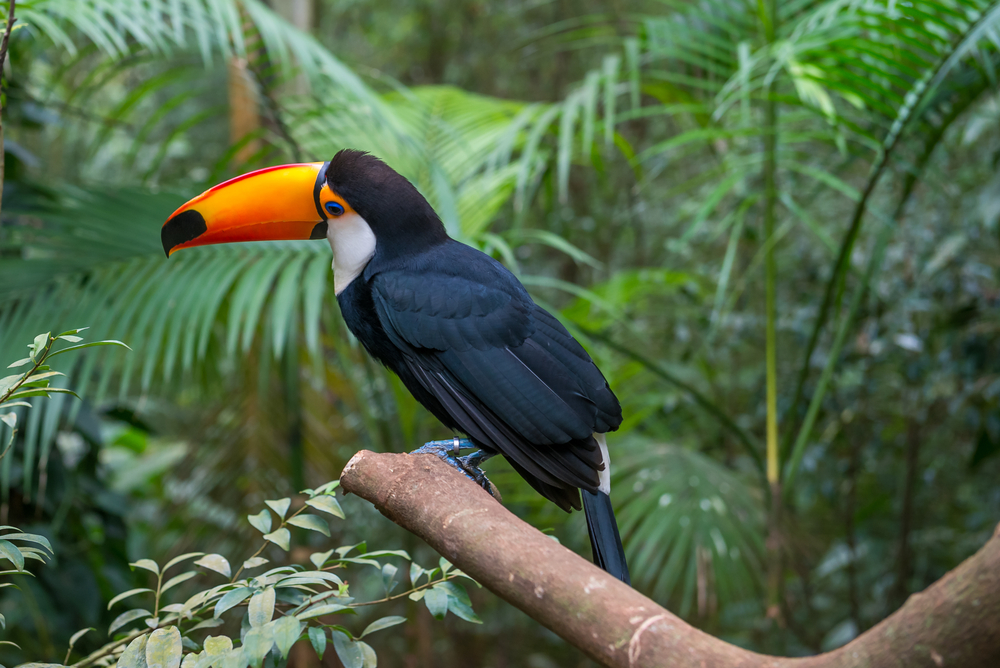 Tukan obrovský v tropickej vegetácii Parque das Aves pri vodopádoch Iguazú v Brazílii