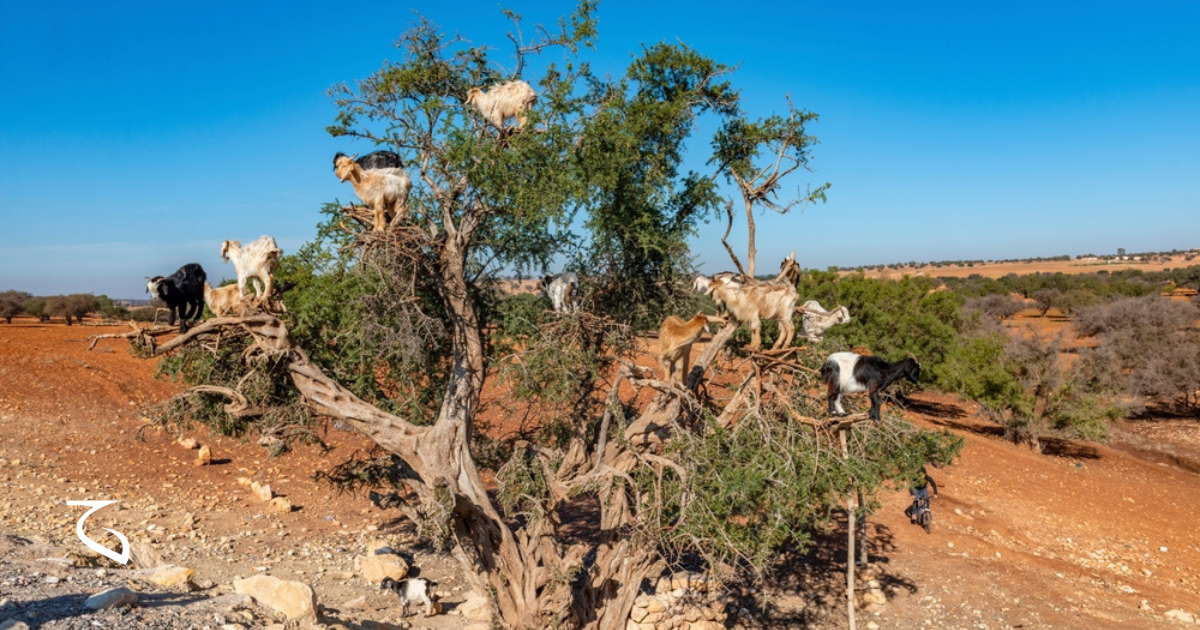 Viacero kôz stojí na konároch argánového stromu na okraji marockej dediny, v pozadí ďalšie stromy a polia.